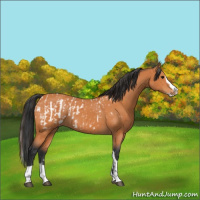 Horse Color:Bay Splash Tobiano Appaloosa  and Bay Splash Tobiano 