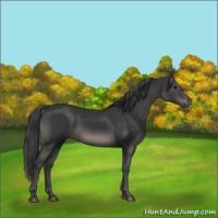Horse Color:Black 