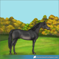 Horse Color:Black 