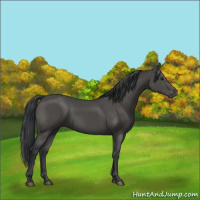 Horse Color:Black 