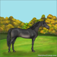 Horse Color:Black 