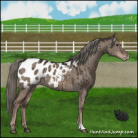 Horse Color:Liver Red Dun Mushroom Appaloosa Brindle