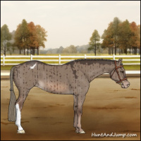 Horse Color:Liver Red Dun Mushroom Appaloosa Brindle 