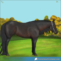 Horse Color:Brown 