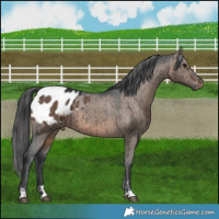 Horse Color:Brown Dun Appaloosa Brindle 