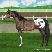Horse Color:Brown Dun Appaloosa Brindle