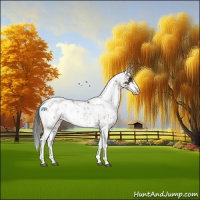 Horse Color:Brown Sabino Appaloosa 