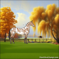 Horse Color:Brown Dun Appaloosa 