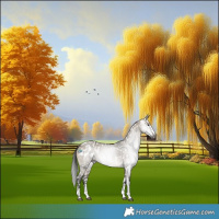 Horse Color:Gray Brown Dun Sabino Appaloosa Rabicano