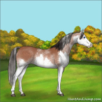 Horse Color:White Spotted Brown Splash 