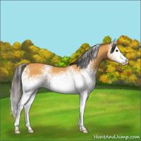 Horse Color:White Spotted Buckskin Splash 