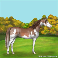 Horse Color:White Spotted Liver Chestnut Splash 