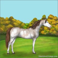 Horse Color:White Spotted Liver Red Dun Splash