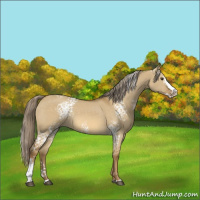 Horse Color:White Spotted Chocolate Palomino Dun Splash 