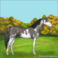 Horse Color:White Spotted Grullo Splash 