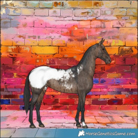 Horse Color:Bay Dun Appaloosa Brindle 