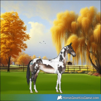 Horse Color:White Spotted Brown Tobiano 