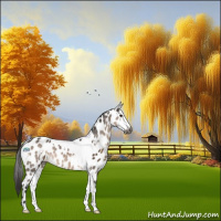 Horse Color:Gray Brown Dun Sabino Splash Tobiano Appaloosa  and Brown Dun Sabino Tobiano Appaloosa 