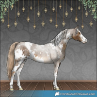 Horse Color:White Spotted Chocolate Palomino Sabino 