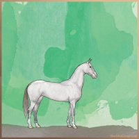 Horse Color:Grullo Roan Sabino Appaloosa 