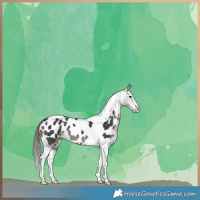 Horse Color:Black Splash Tobiano Near Leopard 