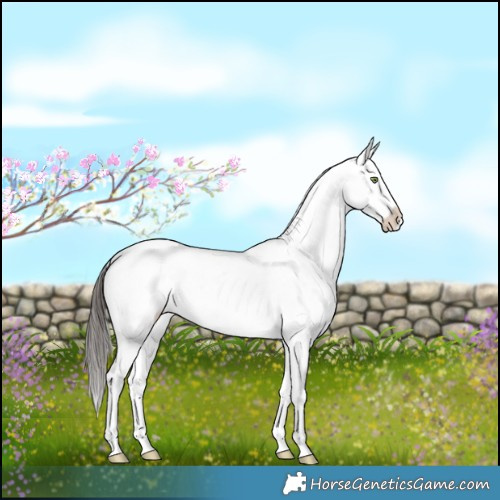 Horse Color:Liver Red Dun Roan Appaloosa Brindle