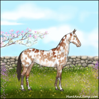 Horse Color:Bay Roan Dun Sabino Appaloosa 