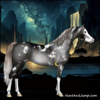 Horse Color:Gray White Spotted Midnight Chocolate Palomino Ice Sabino Splash Rabicano 