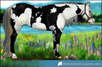 Horse Color:Plaid  Liver Red Onyx Roan Tobiano 