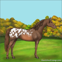Horse Color:Chestnut Appaloosa 