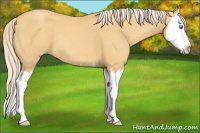 Horse Color:Gold Cream Champagne Splash 