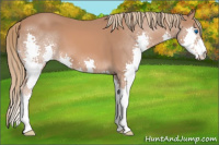 Horse Color:Chestnut Splash