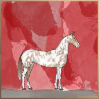 Horse Color:Brown Pearl Tobiano Appaloosa 
