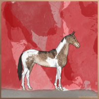 Horse Color:Liver Red Dun Tobiano Appaloosa Brindle
