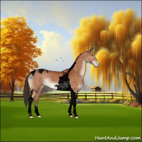 Horse Color:Void Bay Tobiano Appaloosa 