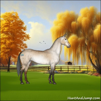 Horse Color:Gray Void Bay Dun Sabino Appaloosa Rabicano 