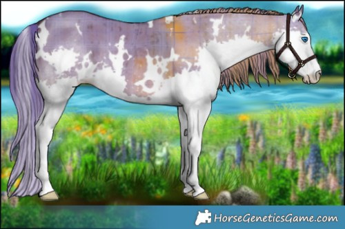 Horse Color:Plaid White Spotted Liver Red Dun Splash Brindle