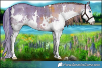 Horse Color:Plaid  White Spotted Liver Red Dun Splash Brindle 