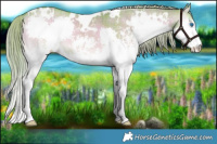 Horse Color:Watercolor Plaid  White Spotted Chocolate Palomino Onyx Sabino Splash Brindle 