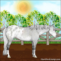Horse Color:Silver Smoky Grullo Chinchilla Appaloosa