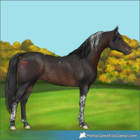 Horse Color:Brown Tobiano Rabicano