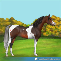 Horse Color:Bay Tobiano Rabicano 