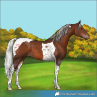 Horse Color:Silver Brown Tobiano 