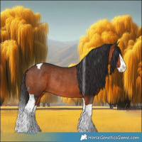 Horse Color:Bay Splash Tobiano Rabicano  and Bay Splash Rabicano 