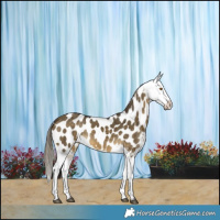 Horse Color:Buckskin Dun Appaloosa Brindle 