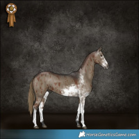 Horse Color:Gray Liver Red Dun Sabino Brindle