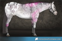 Horse Color:Platinum Brown Ice Dun Appaloosa Brindle 