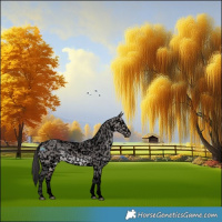 Horse Color:Void Platinum Bay Dun Sabino Appaloosa 