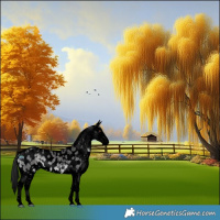 Horse Color:Void Platinum White Spotted Buckskin Dun Sabino Appaloosa 