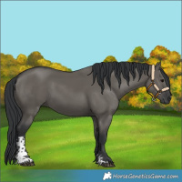 Horse Color:Grullo Sabino Rabicano 